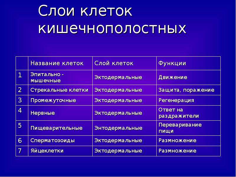 Как называются слои клеток. Типы клеток кишечнополостных таблица. Тип Кишечнополостные 7 класс биология клетки. Таблица клетки кишечнополостных и их функции. Таблица по биологии типы клеток кишечнополостных.