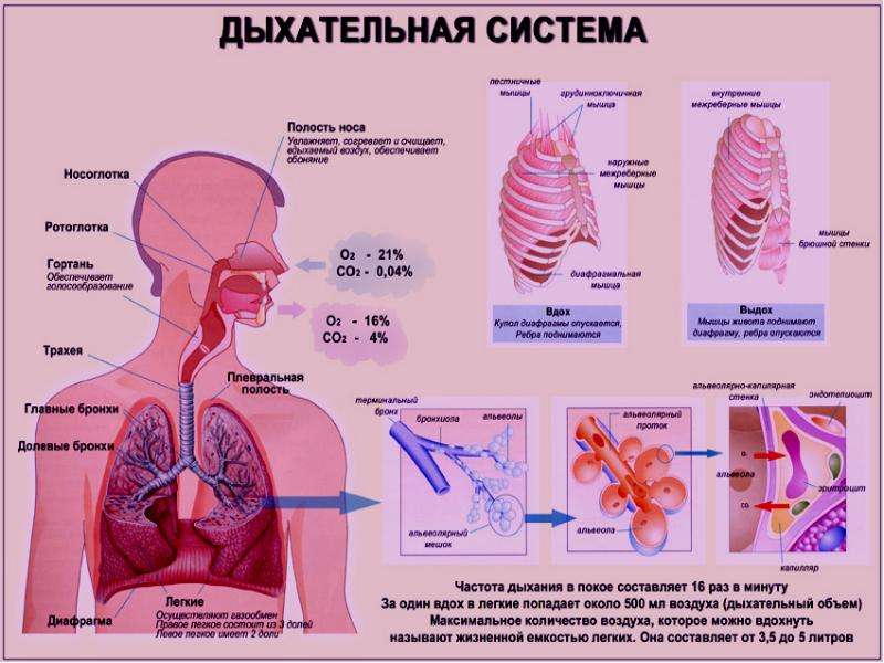 Какие органы принимают участие в дыхании. Строение системы органов дыхания человека. «Органы дыхательной системы» органы строение функции. Работа дыхательной системы схема. Система дыхания анатомия.