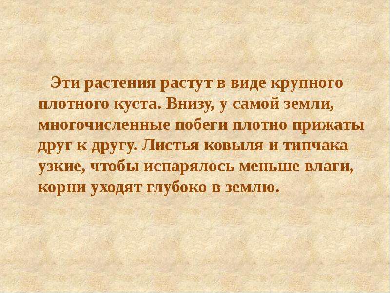 Лист другу. У самой земли его многочисленные побеги плотно прижаты друг к другу.