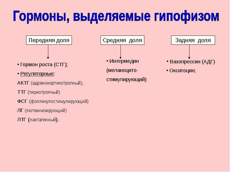 Какие гормоны вырабатывает передняя доля гипофиза заполните схему