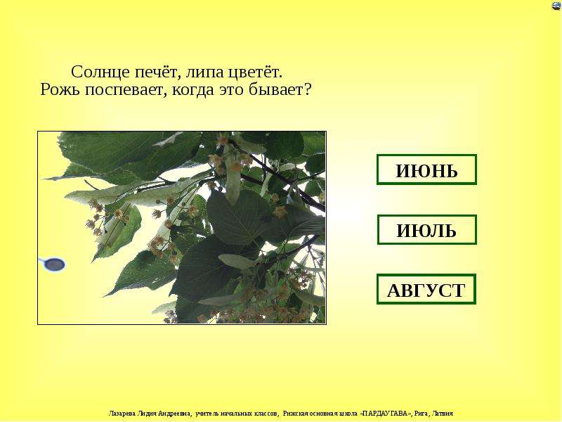 Без солнца не цветут цветы. Солнце печёт липа цветёт рожь поспевает когда это бывает. Солнце печёт липа цветёт. Загадки- солнце печет, липа цветет. Когда это бывает?. Солнце печёт липа цветёт пшеница поспевает когда это бывает.