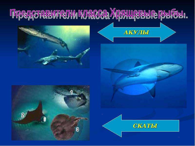 Таблица акулы скаты. Акулы и скаты. Презентация о скатах и акулах. Презентация на тему акула и Скат. Акула и Скат дивергенция.