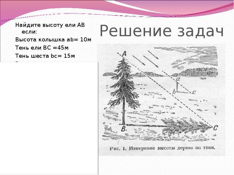 Высоты бывают. Высота ели. Высота ели в м. Найдите высоту ели. Средняя высота ели.