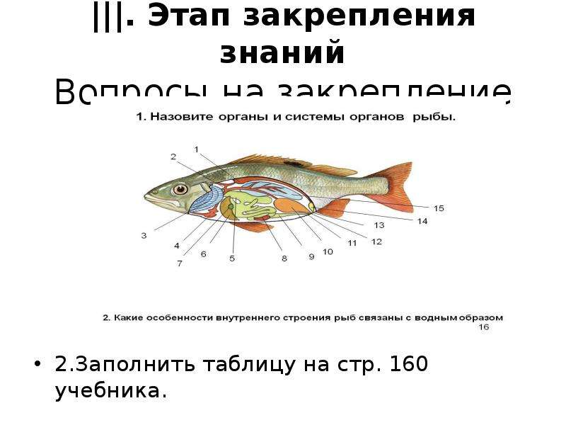 Строение рыбы 7 класс биология презентация