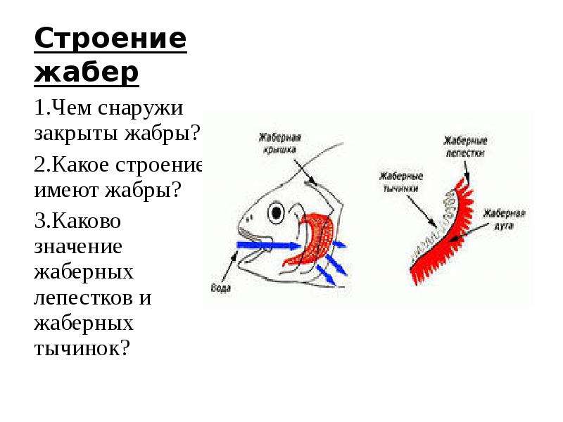 Жабры у рыбы картинки для детей 4 5