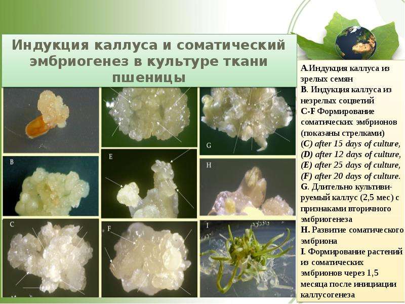 Каллус. Каллусогенеза. Каллусогенез это в биотехнологии. Каллусная ткань это в биологии. Каллус это в биологии.