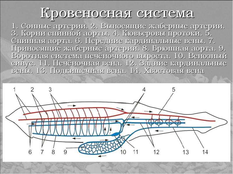 Схема кровообращения ланцетника