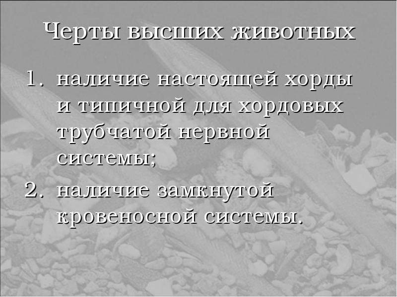 Высшая черта. Черты низших животных. Отсутствие сердца характерно для кого. Значение ланцетника в природе и жизни человека.