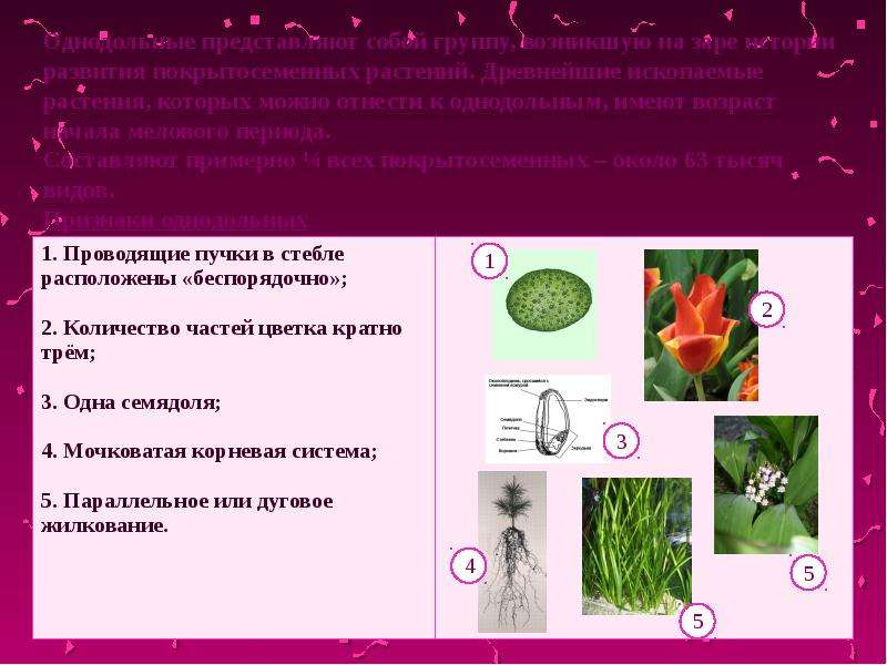Презентация класс однодольные семейства лилейные 6 класс