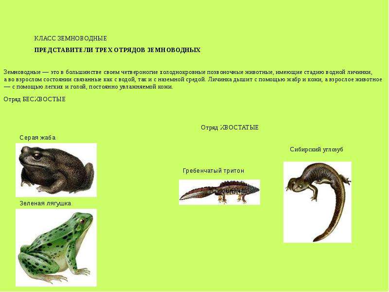 Земноводные презентация 2 класс
