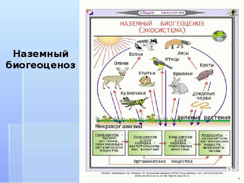 Презентация на тему экосистемы казахстана