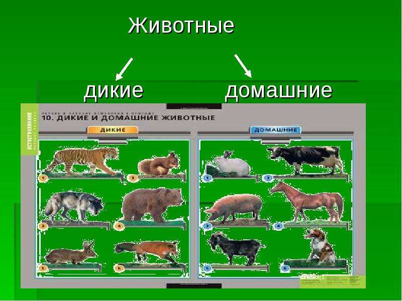 Дикие домашние животные 2 класс окружающий. Дикие и домашние животные нашего края. Дикие и домашние звери Самарского края. Кубановедение 2 класс домашние и Дикие животные. Дикие и домашние животные нашего края окружающий мир.