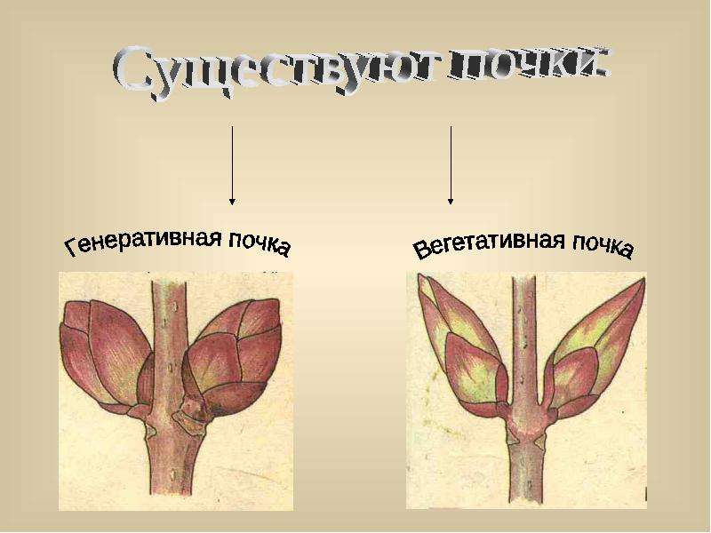 Почки бывают. Генеративная почка. Открытые и закрытые почки растений. Открытая и закрытая почка у растений. Открытые почки у растений.