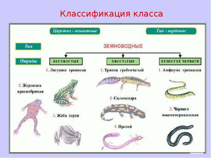 Контрольная работа класс земноводные или амфибии