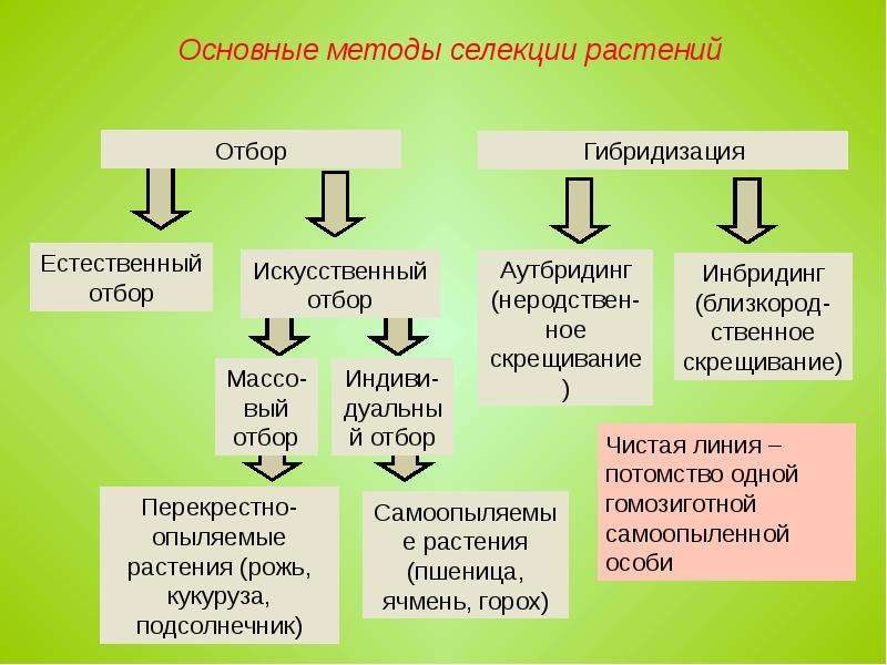 Проект по биологии на тему селекция