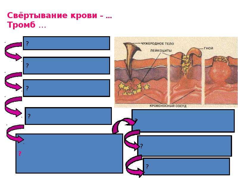 Свертывание крови презентация