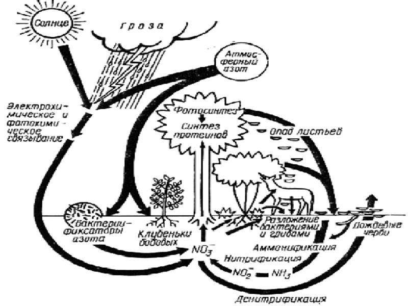 Рассмотрите рисунок на котором представлена схема круговорота азота в природе укажите процесс