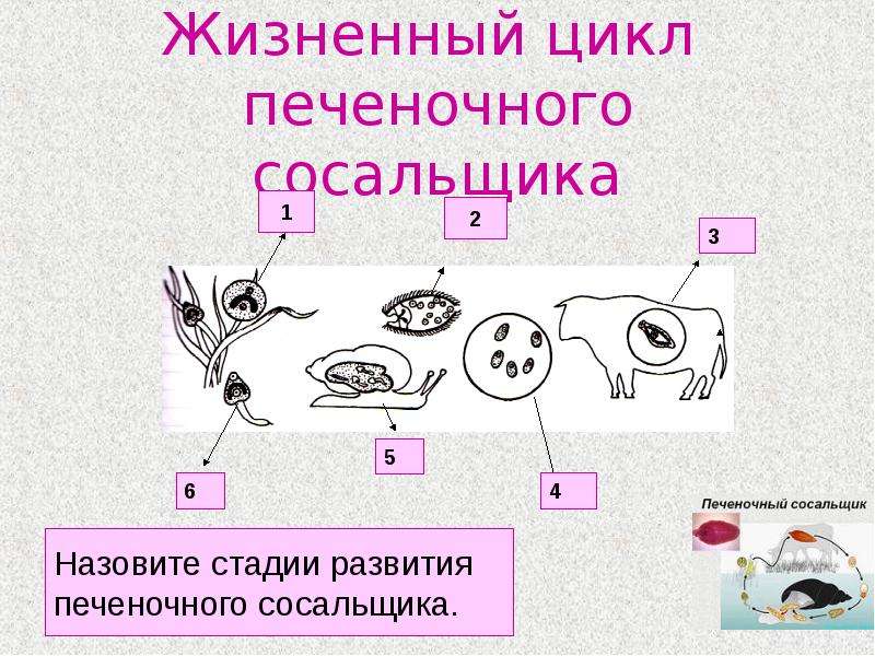 Жизненный цикл печеночного сосальщика рисунок