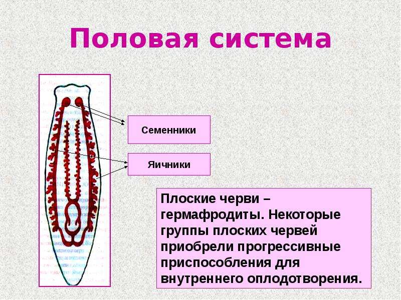 Презентация плоские черви пименов