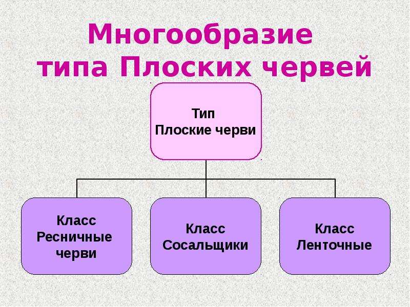 Типы разнообразия. Тип плоские черви классификация. Черви классификация. Плоские черви систематика.