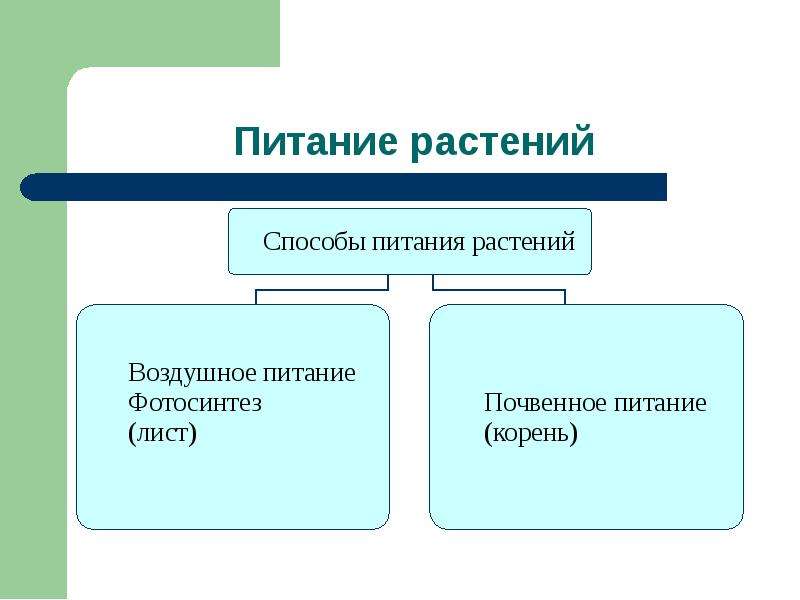 Способ питания растений. Способы питания растений. Способы питания растений 6 класс. Схема способы питания растений. Особые способы питания растений.