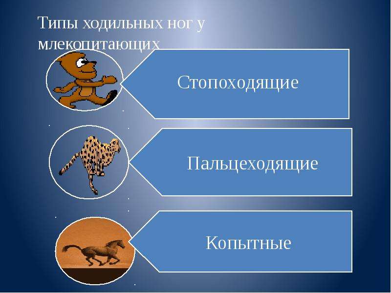 Движение организмов картинки