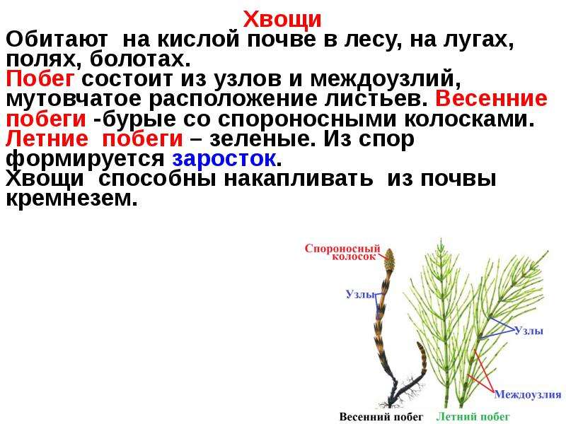 Фотосинтез в летних побегах хвоща полевого осуществляют. Спороносный побег хвоща. Весенний и летний побег хвоща. Мутовчатое расположение у хвощей. Общая характеристика папоротникообразных.