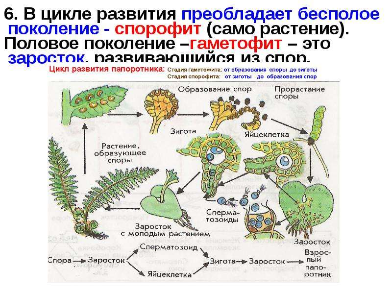 Жизненный цикл папоротника какое общее свойство. Цикл развития спорофит гаметофит. Спорофит цветковых растений. Гаметофит папоротниковидных. Жизненные циклы растений гаметофит и спорофит.
