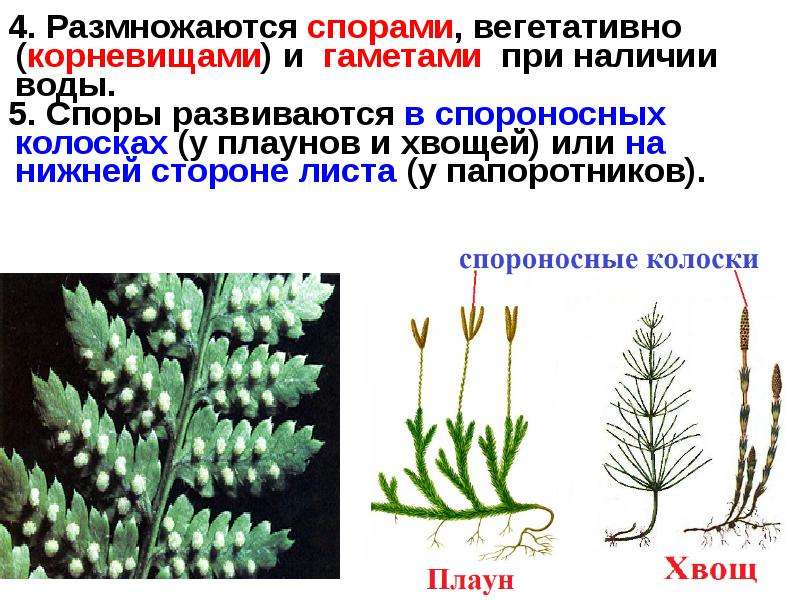 Животные размножаются спорами