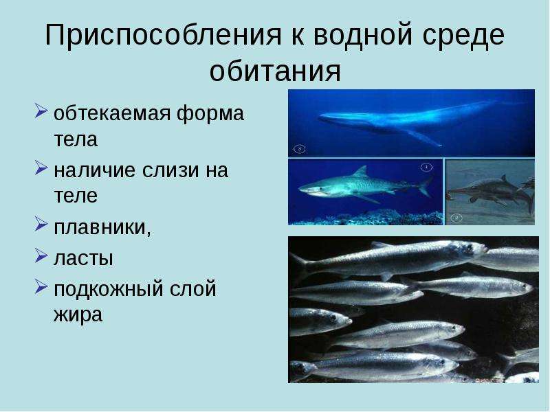 Приспособление рыб в воде. Приспособления тюленя к водной среде обитания. Акула приспособление к среде обитания. Приспособленность организмов к водной среде. Организмы обитающие в водной среде обитания.