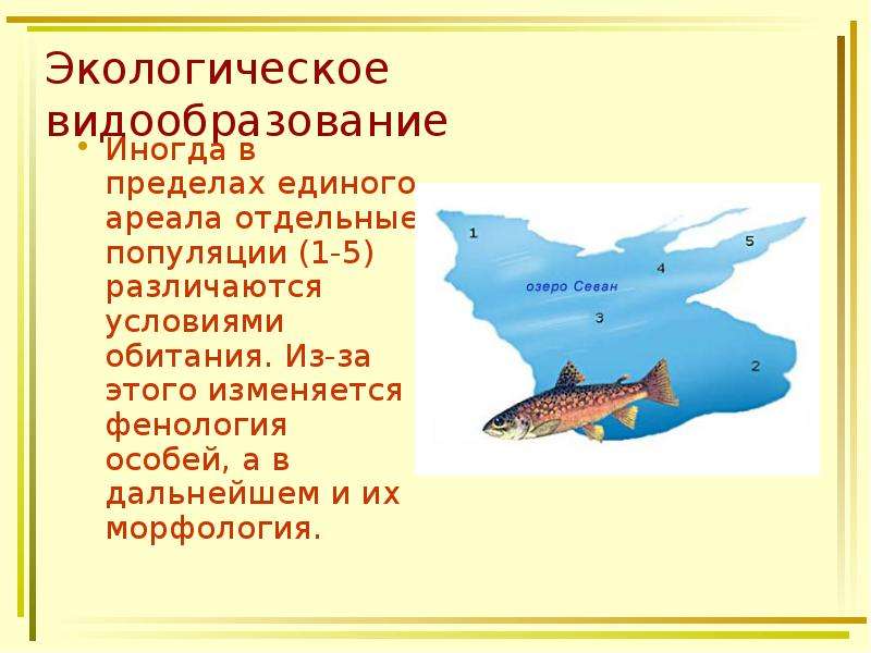 Пример экологического видообразования. Экологическое видообразование. Условия экологического видообразования. Экологическое видообразование примеры. Причины экологического видообразования.