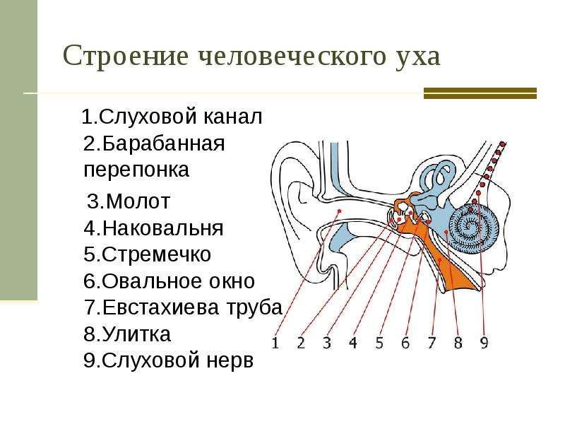 Схема слухового анализатора 8 класс биология