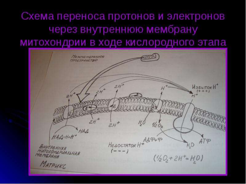 Через внутреннюю. Схема переноса протонов и электронов. Схема переноса протонов. Перенос протонов через мембрану. Схема цепи переноса протонов.