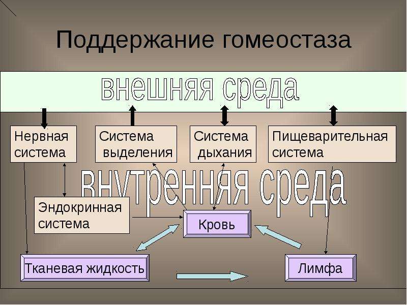 Гомеостаз презентация анатомия