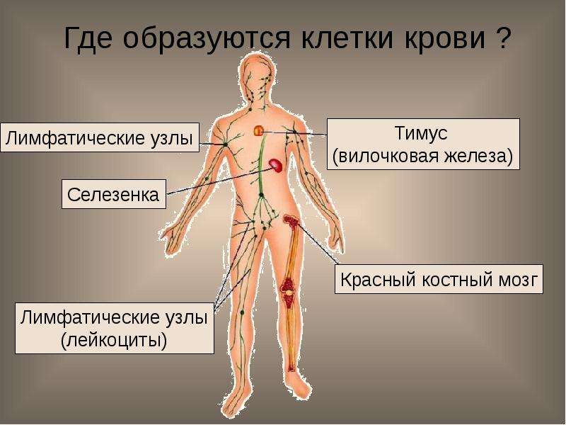 Презентация по теме кровь