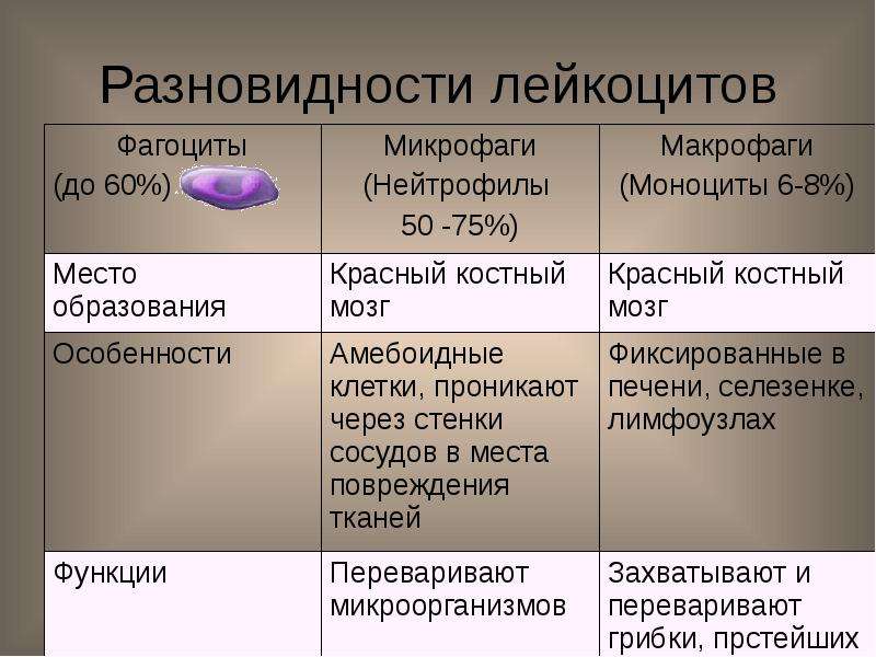 Обозначьте на рисунке виды лейкоцитов дайте их характеристику