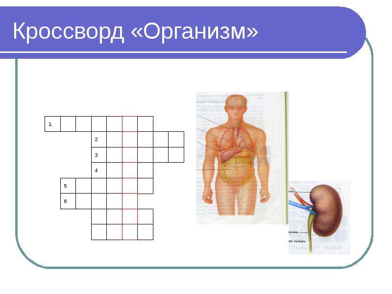 Туловище сканворд. Кроссворд на тему организм. Кроссворд на тему организм человека. Кроссворд на тему человеческий организм. Кроссворд органы человека.