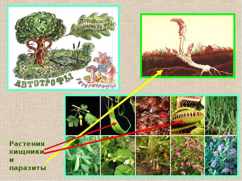 Проект по биологии 5 класс растения