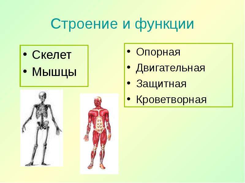 Презентация скелет и мышцы человека