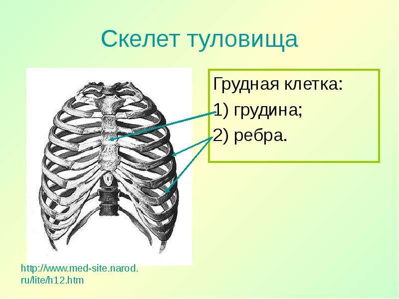 1 скелет туловища. Скелет туловища Грудина. Скелет туловища грудная клетка. Скелет туловища человека грудная клетка. Скелет туловища грудная клетка ребра.