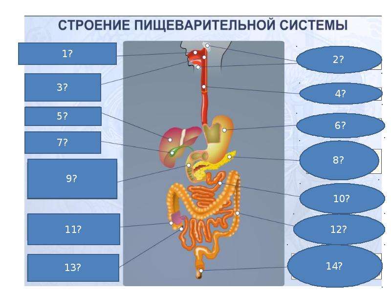 Презентация на тему пищеварение