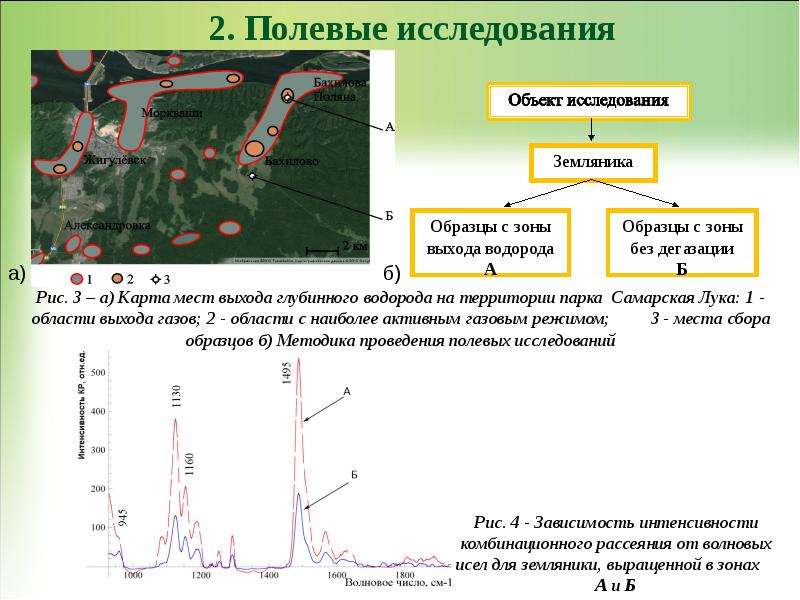 Исследование влияния дегазации земли на растения методом комбинационного рассеяния Селезнева Е. А. Научный руководитель: Тимчен, слайд 5