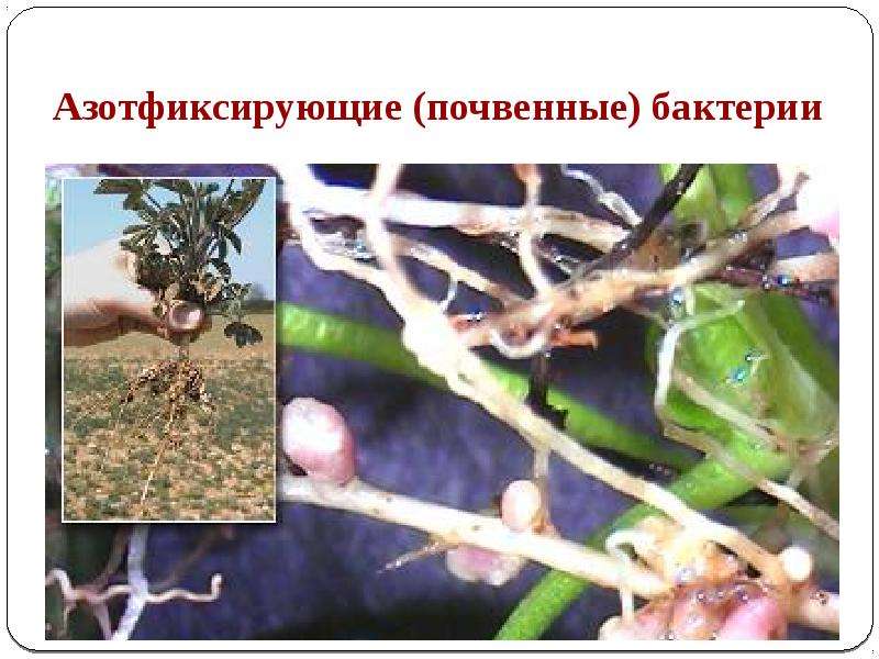 Азотфиксирующие бактерии относятся. Азотфиксирующие клубеньки. Азотфиксирующие (почвенные) бактерии. Азотфиксирующие бактерии и бобовые. Клубеньковые азотфиксирующие бактерии.