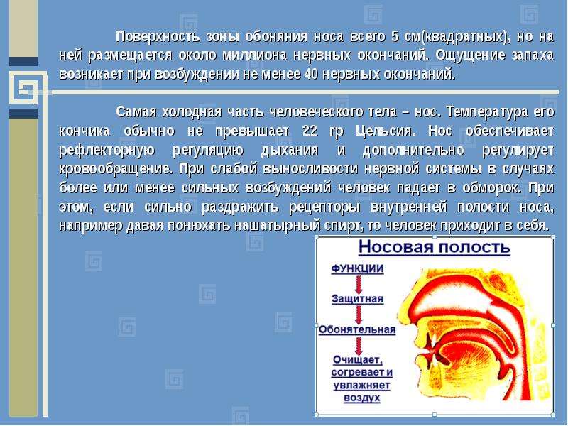 Нос не чувствует запахи. Зона обоняния. Зона обоняния в носу. Ощущение запаха возникает в. Обоняние сообщение для 4 класса.