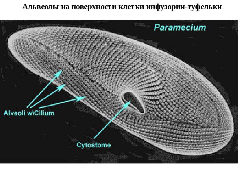 Поверхности клетки. Альвеолы инфузории. Альвеолы инфузории туфельки. Поверхность клетки. Строение альвеолы инфузорий.