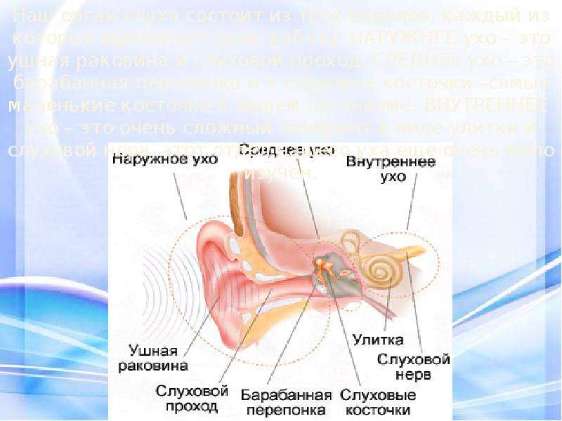 Презентация на тему слух