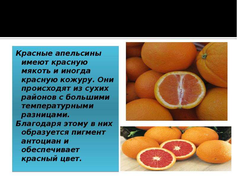 Чем полезен апельсин. Виды апельсинов. Апельсин с красной кожурой. Апельсин польза и вред. Апельсины вред для здоровья.