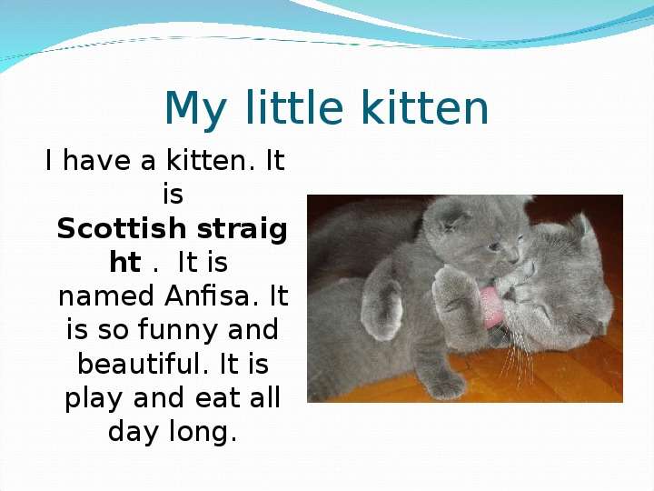 


My little kitten
I have a kitten. It is Scottish straight .  It is  named Anfisa. It is so funny and beautiful. It is play and eat all day long.
