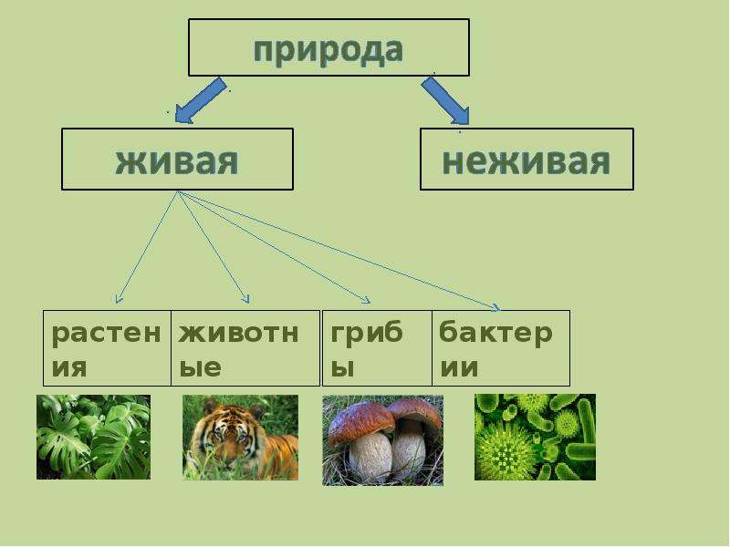 3 класс природа ценность природы для людей презентация