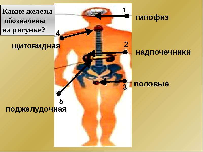 Железы обозначены цифрами. Какие железы обозначены на рисунке. Обозначение желез. Обозначьте железы.